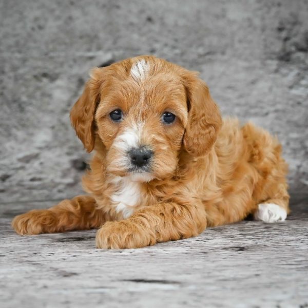 F1b Cavapoo Puppy for Sale