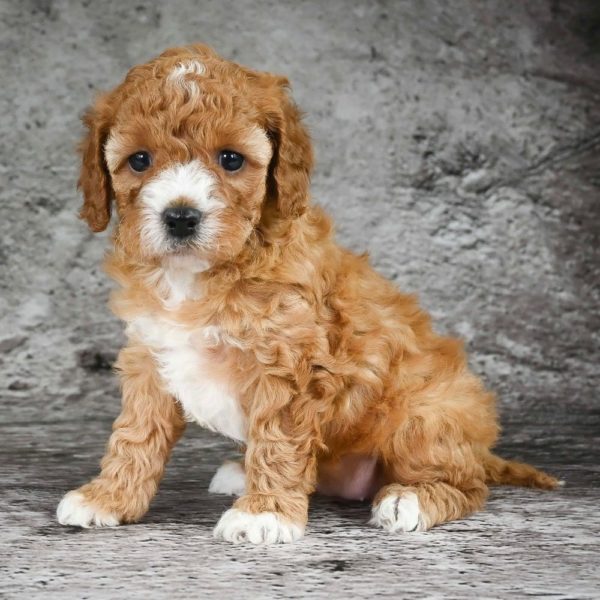 F1b Cavapoo Puppy for Sale