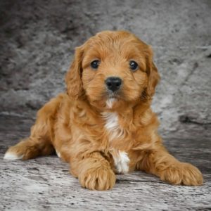F1b Cavapoo Puppy for Sale