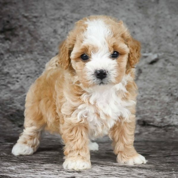 Maltipoo Puppy for Sale