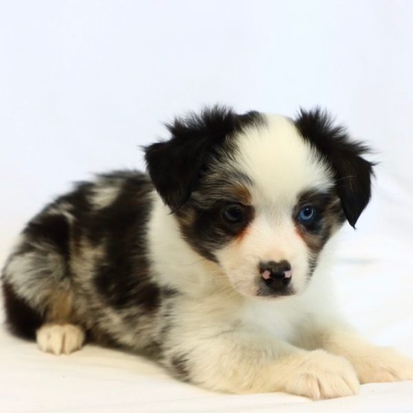 Miniature Australian Shepherd Puppy for Sale