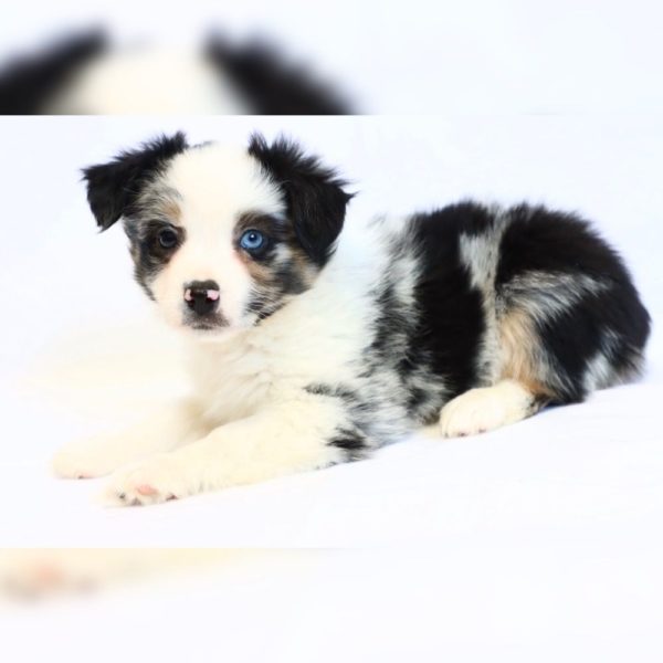 Miniature Australian Shepherd Puppy for Sale