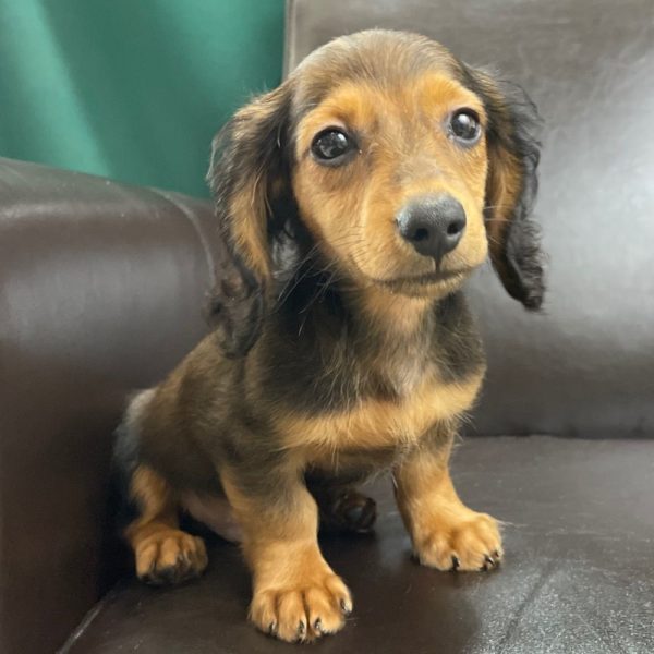 Mini Dachshund Puppy for Sale