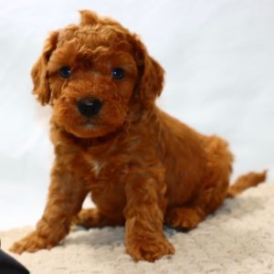 F1bbb Mini Goldendoodle Puppy for Sale