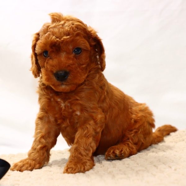 F1bbb Mini Goldendoodle Puppy for Sale