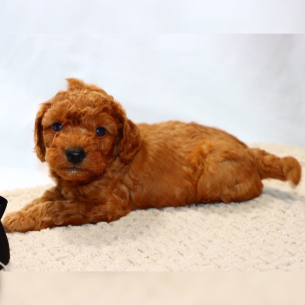 F1bbb Mini Goldendoodle Puppy for Sale