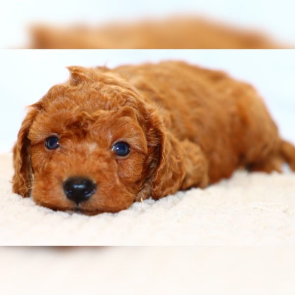F1bbb Mini Goldendoodle Puppy for Sale