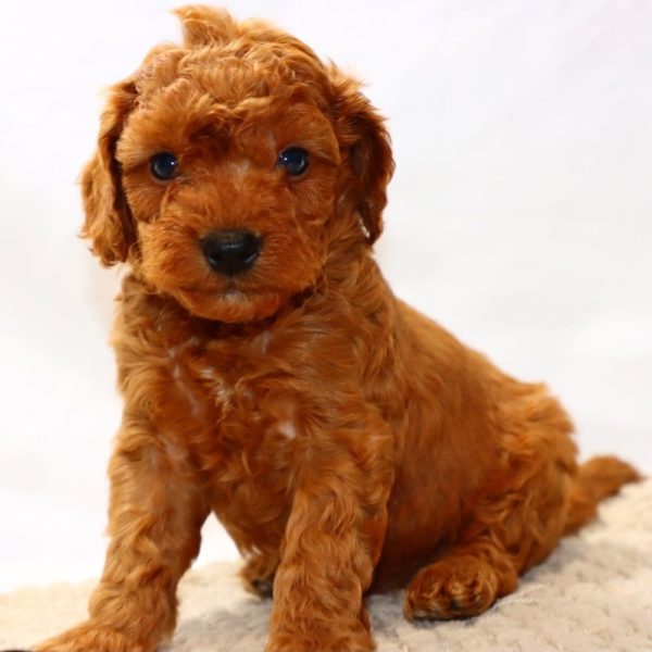 F1bbb Mini Goldendoodle Puppy for Sale