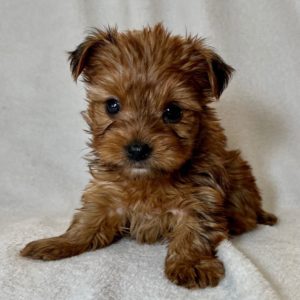 Yorkshire Terrier Puppy for Sale