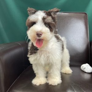 Miniature Schnauzer Puppy for Sale