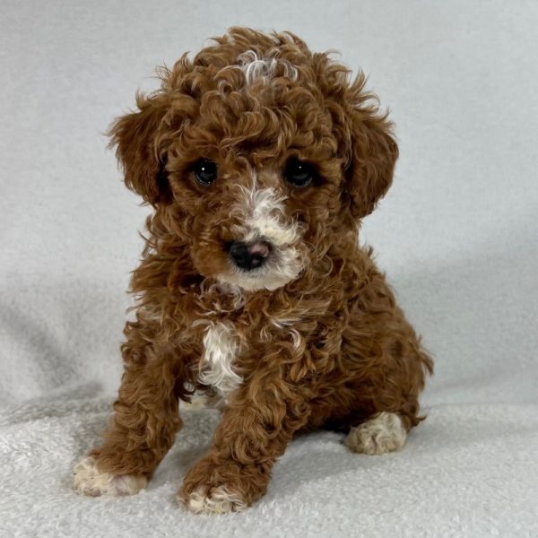 Toy Poodle Puppy for Sale