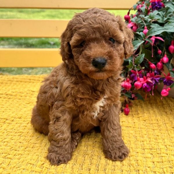 F1bbb Mini Goldendoodle Puppy for Sale
