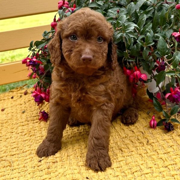 F1bbb Mini Goldendoodle Puppy for Sale