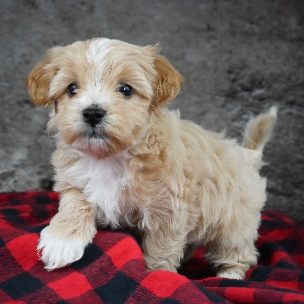 Maltipoo Puppy for Sale