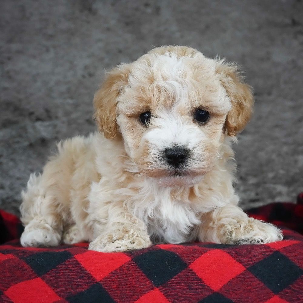 Maltipoo Puppy for Sale