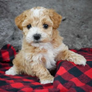 Maltipoo Puppy for Sale