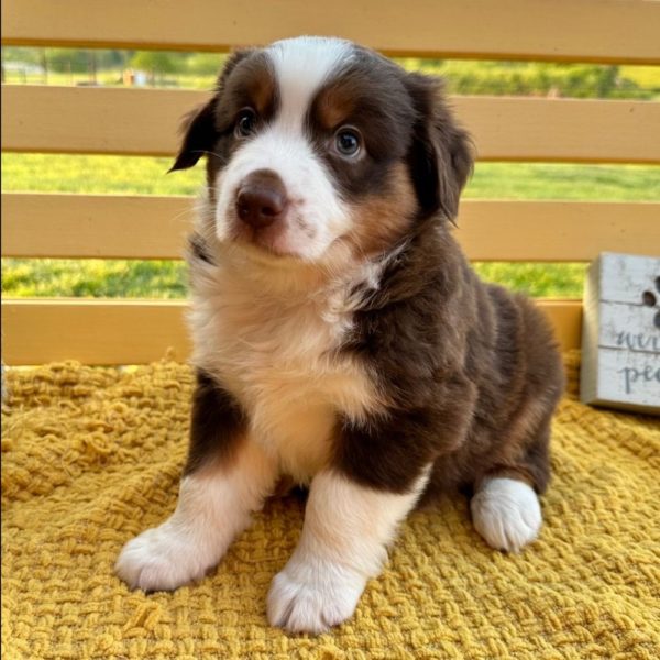 Miniature Australian Shepherd Puppy for Sale