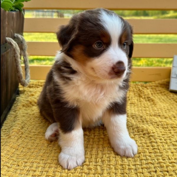 Miniature Australian Shepherd Puppy for Sale
