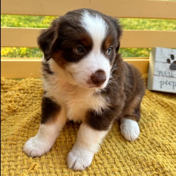 Miniature Australian Shepherd Puppy for Sale