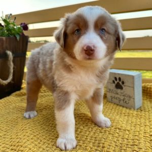 Miniature Australian Shepherd Puppy for Sale