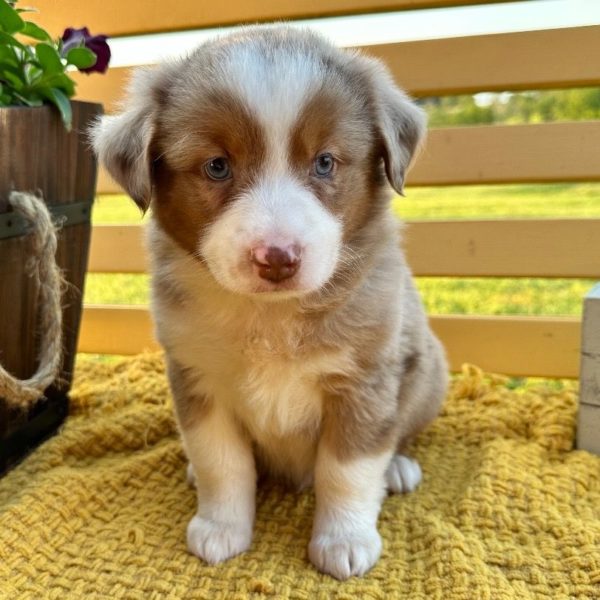Miniature Australian Shepherd Puppy for Sale