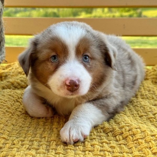 Miniature Australian Shepherd Puppy for Sale