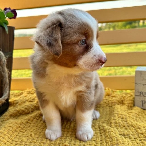 Miniature Australian Shepherd Puppy for Sale