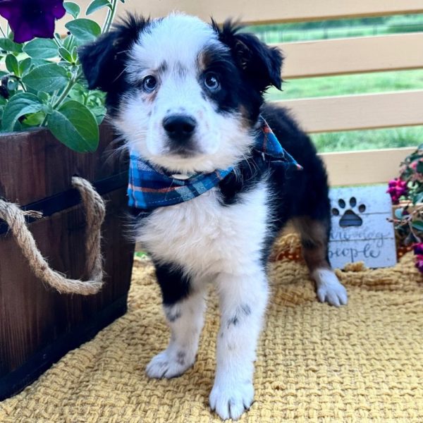 Miniature Australian Shepherd Puppy for Sale