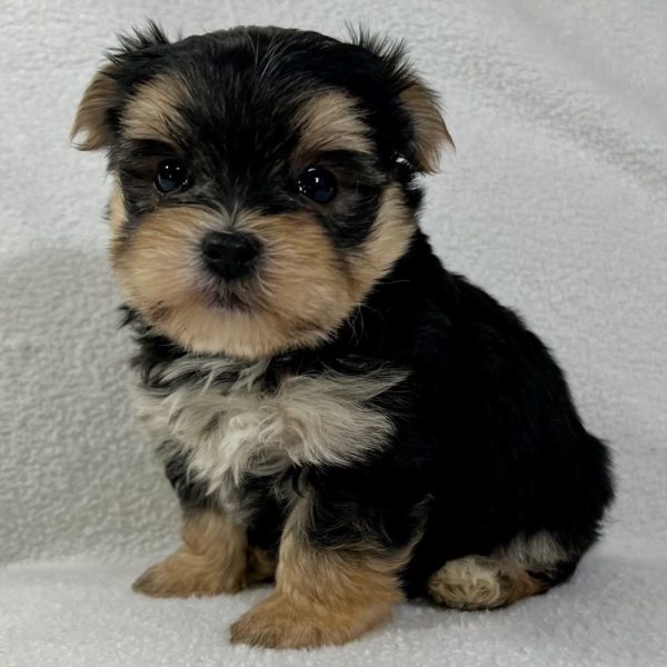 Morkie Puppy for Sale