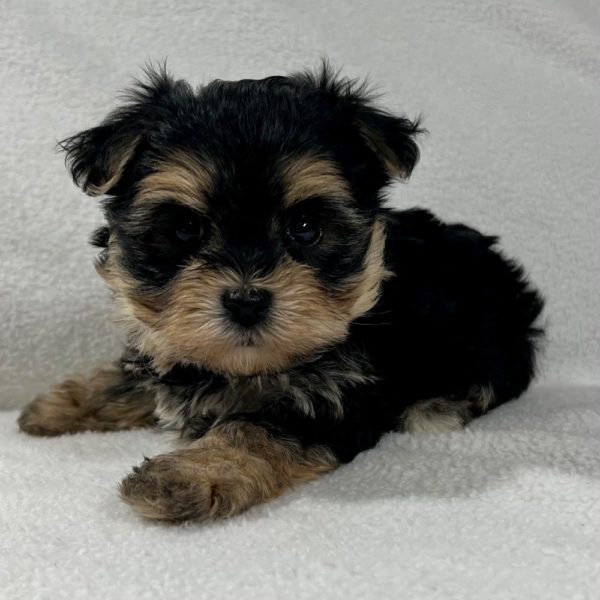 Morkie Puppy for Sale