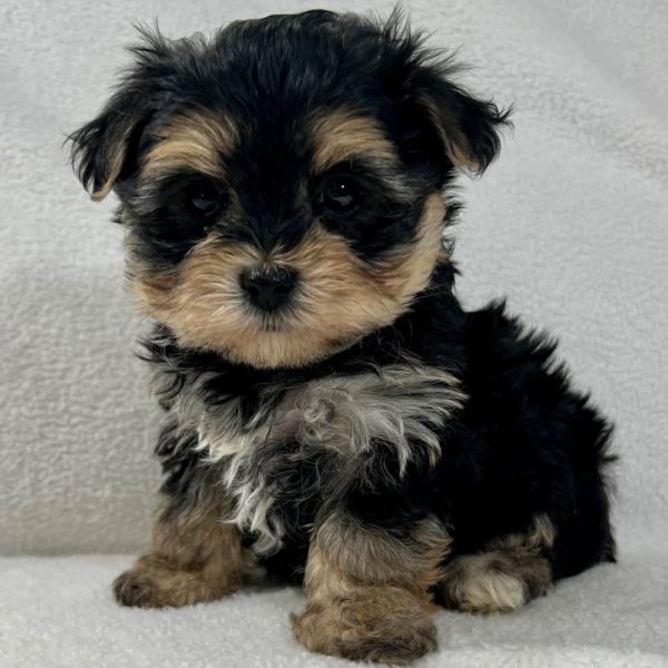 Morkie Puppy for Sale
