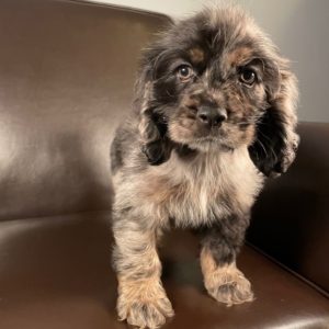 Cocker Spaniel Puppy for Sale