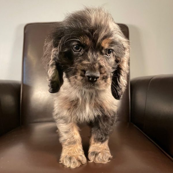 Cocker Spaniel Puppy for Sale