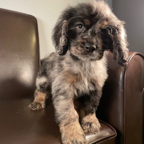 Cocker Spaniel Puppy for Sale