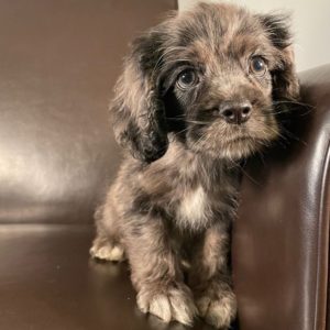 Cocker Spaniel Puppy for Sale