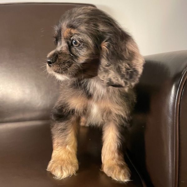 Cocker Spaniel Puppy for Sale