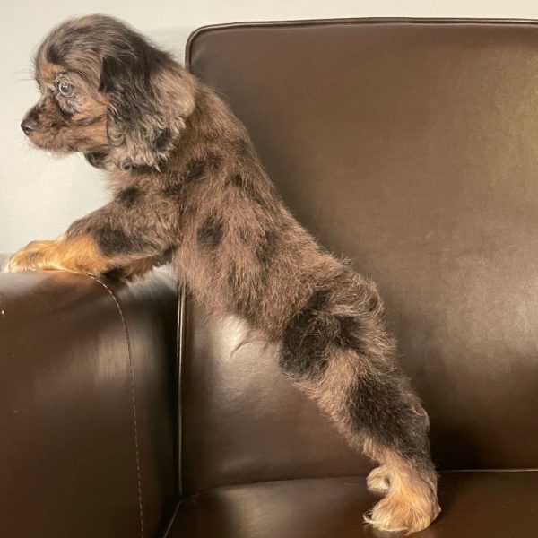 Cocker Spaniel Puppy for Sale