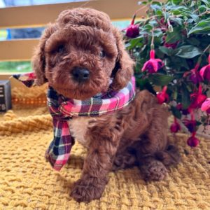 F1b Cavapoo Puppy for Sale