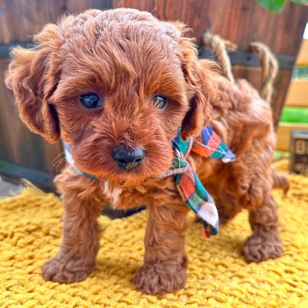 F1b Cavapoo Puppy for Sale