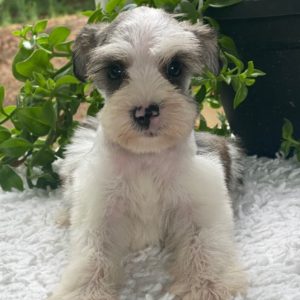 Miniature Schnauzer Puppy for Sale