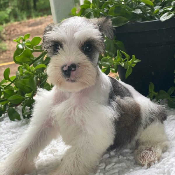Miniature Schnauzer Puppy for Sale