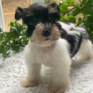 Miniature Schnauzer Puppy for Sale