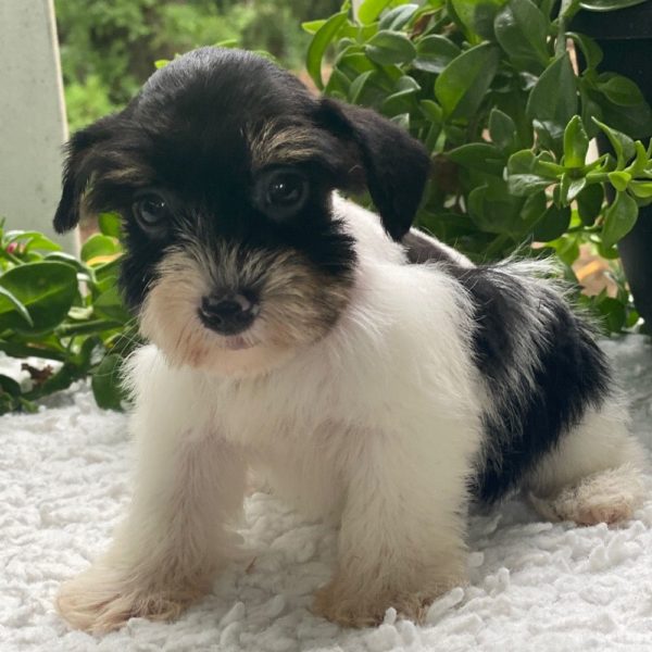 Miniature Schnauzer Puppy for Sale