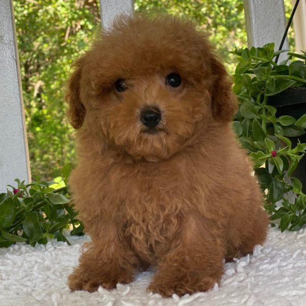 Miniature Poodle Puppy for Sale