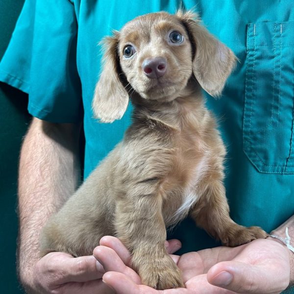 Mini Dachshund Puppy for Sale