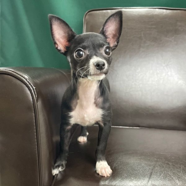 Chihuahua Puppy for Sale
