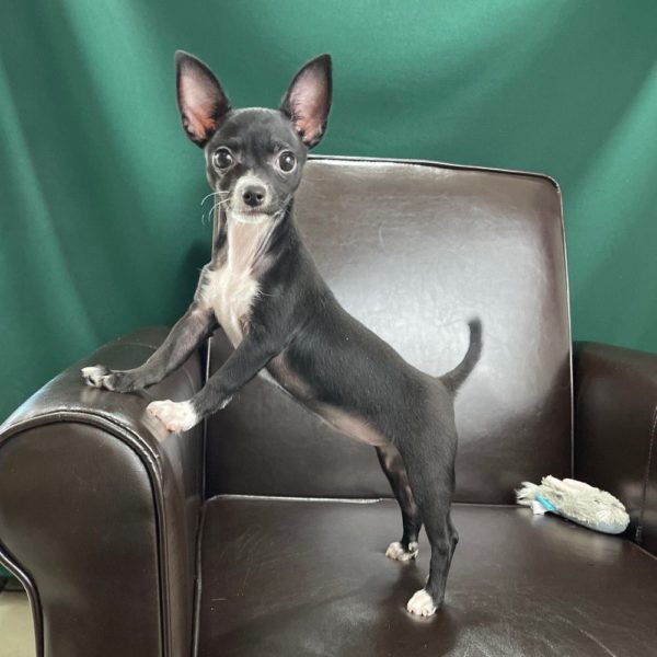 Chihuahua Puppy for Sale