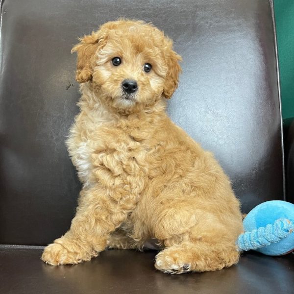 F1b Cavapoo Puppy for Sale