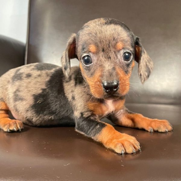 Mini Dachshund Puppy for Sale