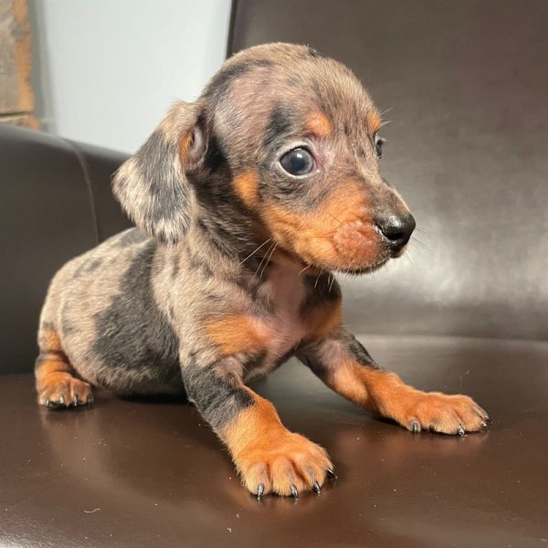 Mini Dachshund Puppy for Sale